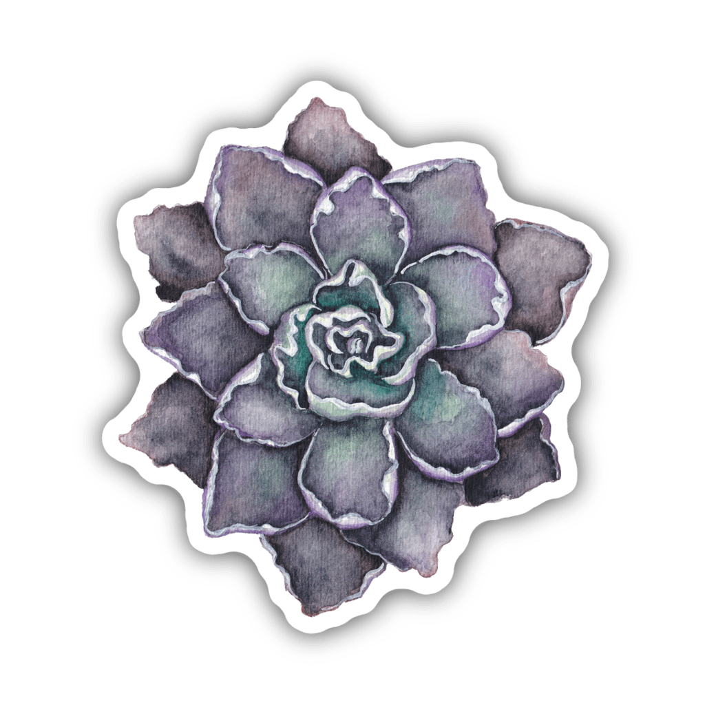 succulent decal Echeveria Shaviana Succulent Sticker by Stickers Northwest